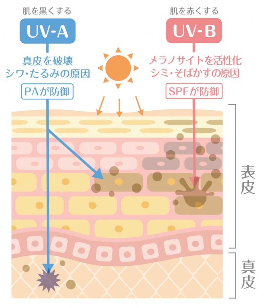 UV-A、UV-Bの皮膚へのダメージと皮膚への浸透度合いを示す図版